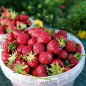 Клубника Allegro A