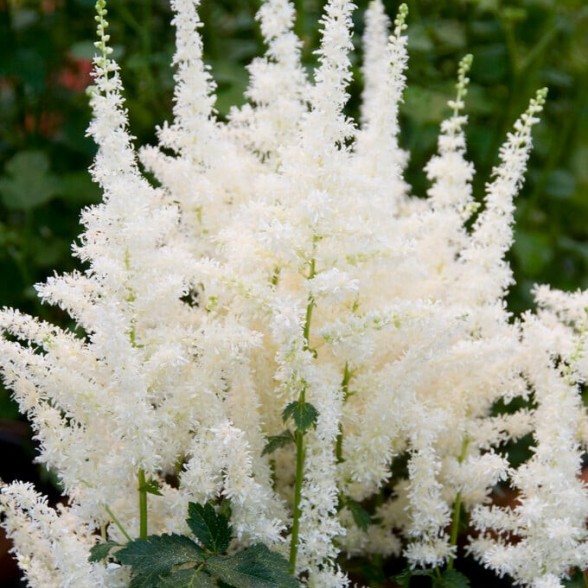 Astilbe CLOSE HARMONY