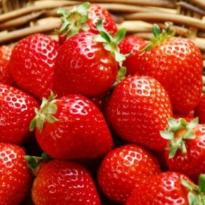 Strawberry Ostara A