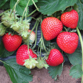 ELEGANCE - A kategorijas frigo stādi (10gb.)