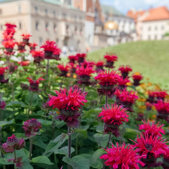 Monarda ’Bee-Happy’®, P11