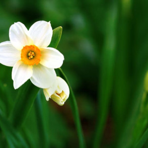 Narcise Geranium 5 gb.