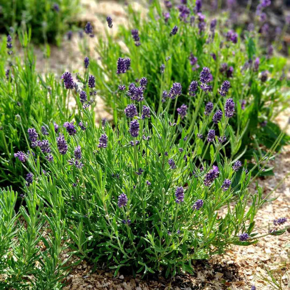 Lavandula angustifolia BLUE SCENT Improved konteinerstāds - 1 gad. (3l)