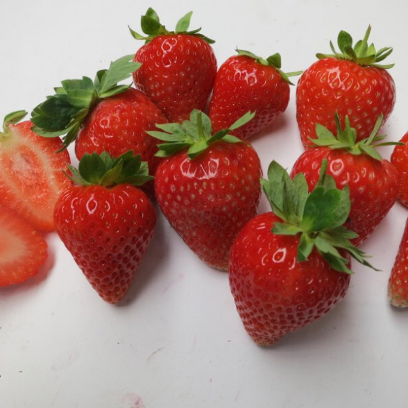 DESTINY - A kategorijas frigo stādi (10gb.)