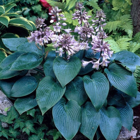 Hosta hybrid  CANADIAN BLUE
