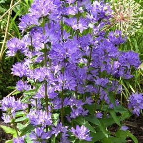Kamolveida pulkstenīte - Campanula glomerata FREYA P11