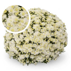 Chrysanthemum Lesconil White