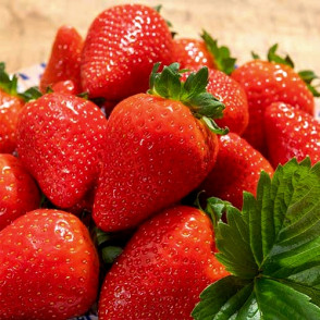 Lola A kategorijas frigo stādi 10 gab