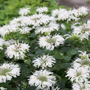 Monarda hybrid BEE – BRIGHT