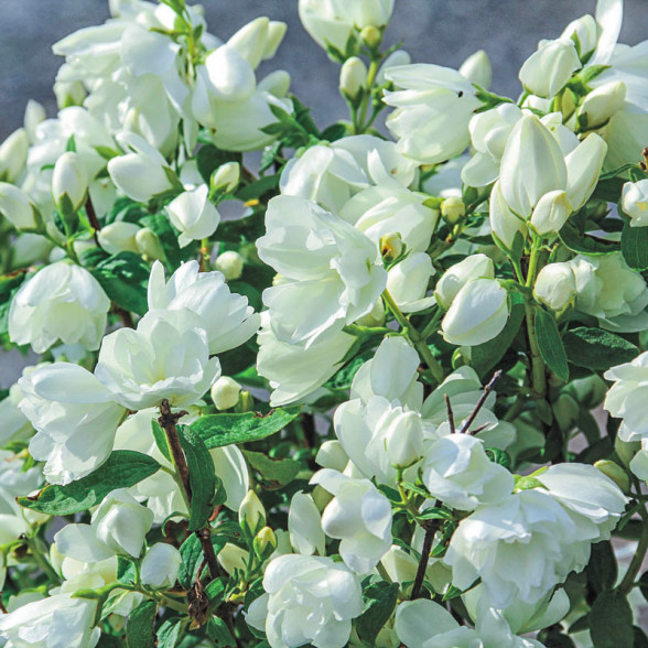 Filadelfs - Philadelphus SNOWBELLE