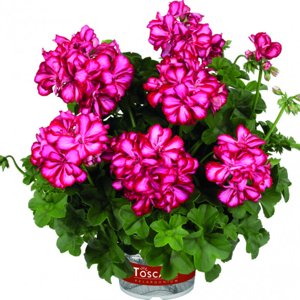Pelargonija MEDIO LOLLIPOP MARISKA (RED WHITE)