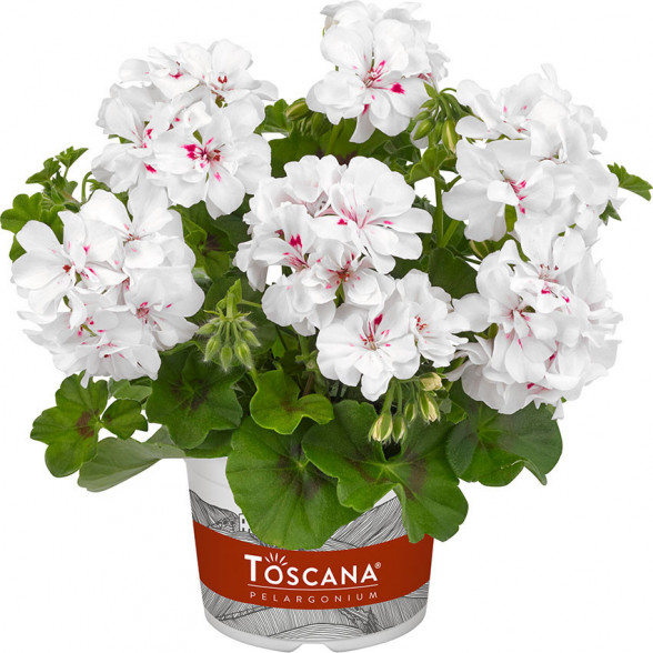 Pelargonija BIG5 WHITE ANGEL
