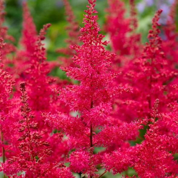 Astilbe RED DRUMSET