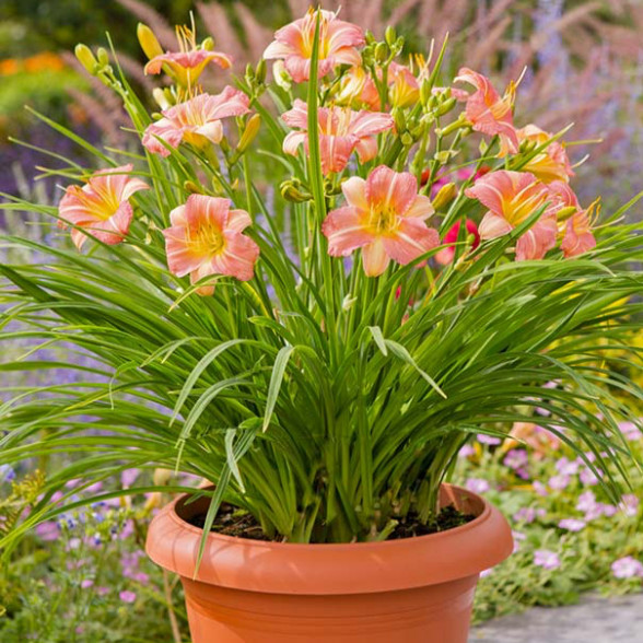 Daylily EVERYDAYLILY PINK CREAM
