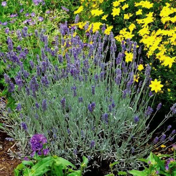 Lavandula angustifolia SILVER MIST konteinerstāds - 1 gad. (3l)