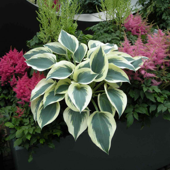 Hosta BLUE IVORY - konteinerstāds