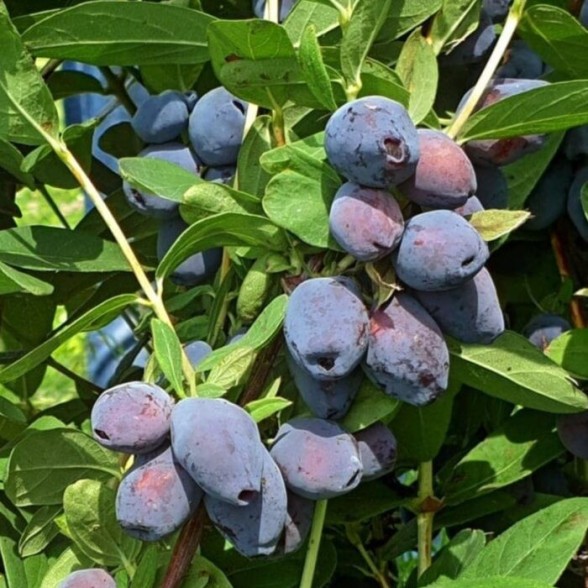 Ēdamais sausserdis BLUE TREASURE P9