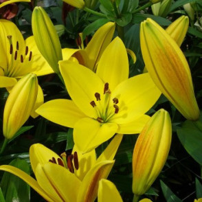 Lilija FUENTA - JAUNUMS!