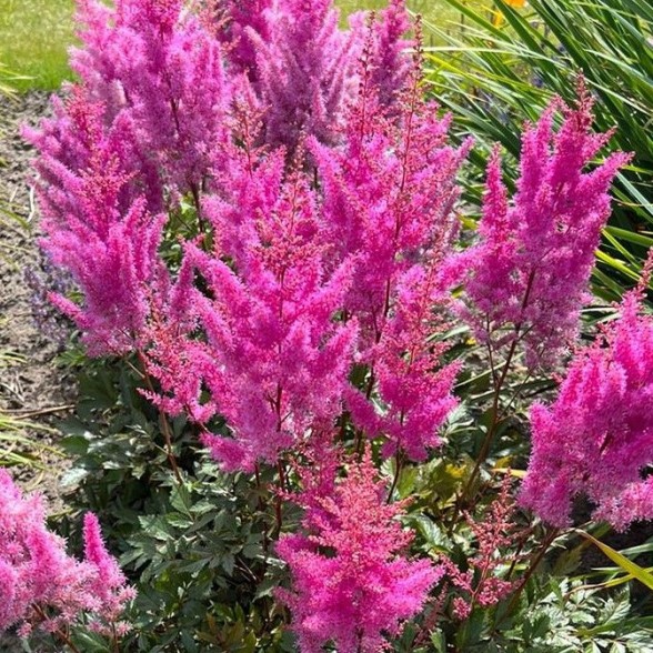 Astilbe NEMO