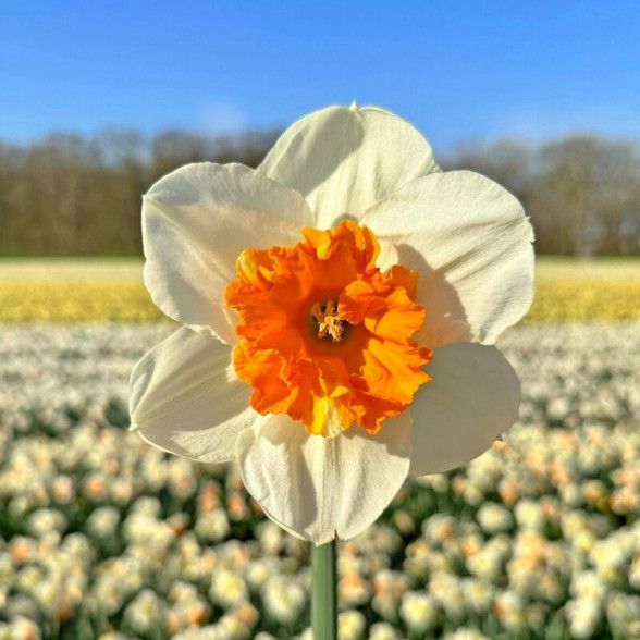 Narcise Precocious 5 gb.