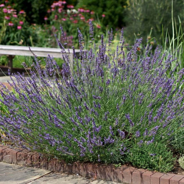 Lavanda - Lavandula x intermedia PHENOMENAL kailsaknis - 1 gad.