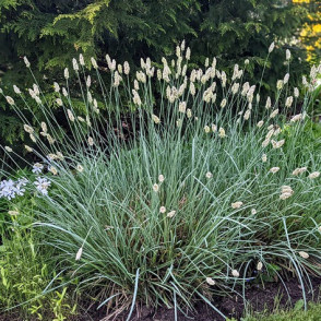 Spožā seslērija sesleria nitida P11