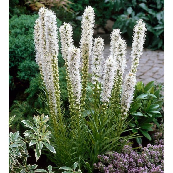 Vārpu liatre - Liatris spicata ALBA P9