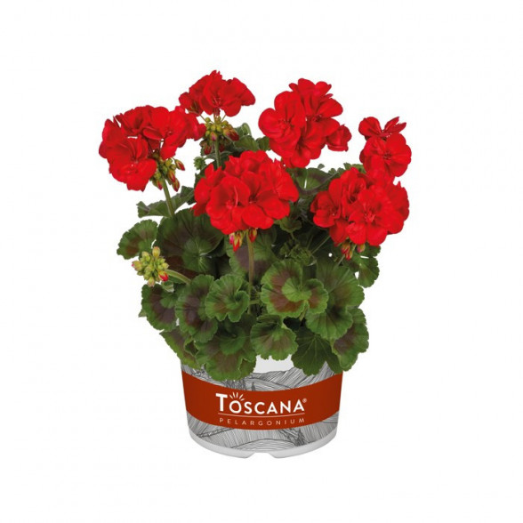Pelargonija GALAXY RED Impr