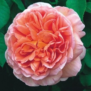 Angļu roze  AUSCOT ORANGE