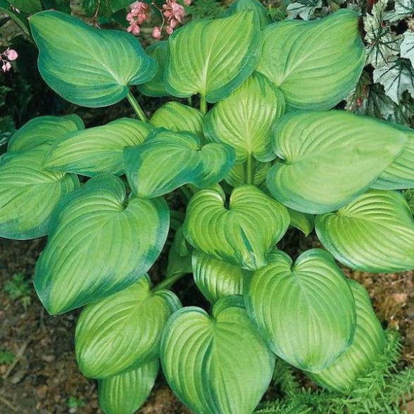 Hosta GUACAMOLE konteinerstāds
