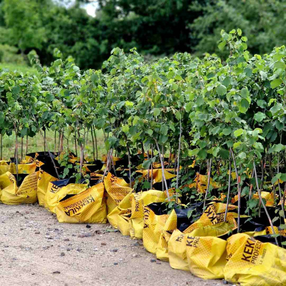 Lielaugļu lazda COSFORD – kailsaknis