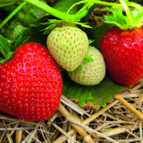 CADENZA - A kategorijas frigo stādi (10gb.)