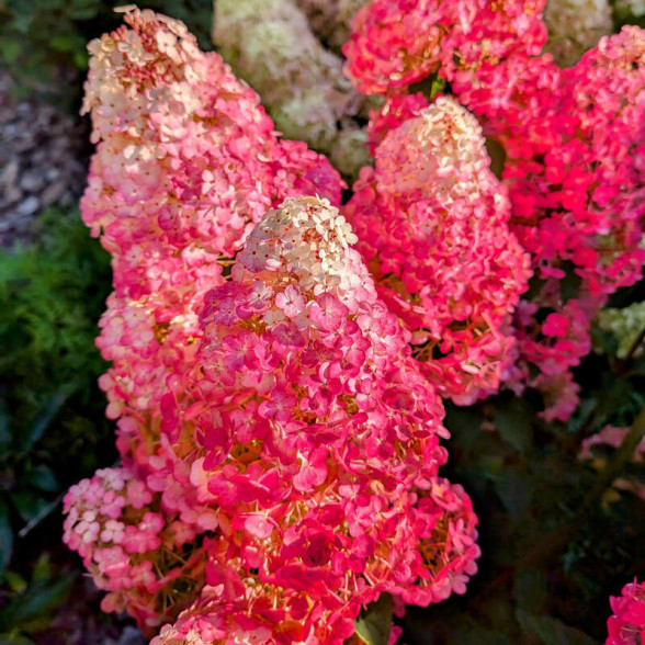 Hortenzija - Hydrangea paniculata FRAMBOISINE jaunstāds P9