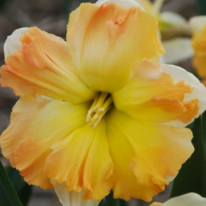 Narcise Apple Pie 5 gb.