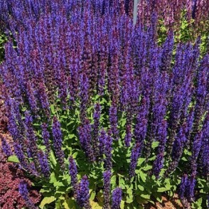 Salvija - Salvia x superba SENSATION DEEP BLUE impr. P11