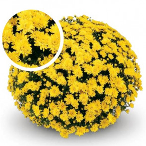 Chrysanthemum Conaco Yellow