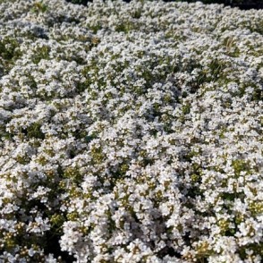 Vilnainais mārsils - Thymus praecox Albiflorus, P9