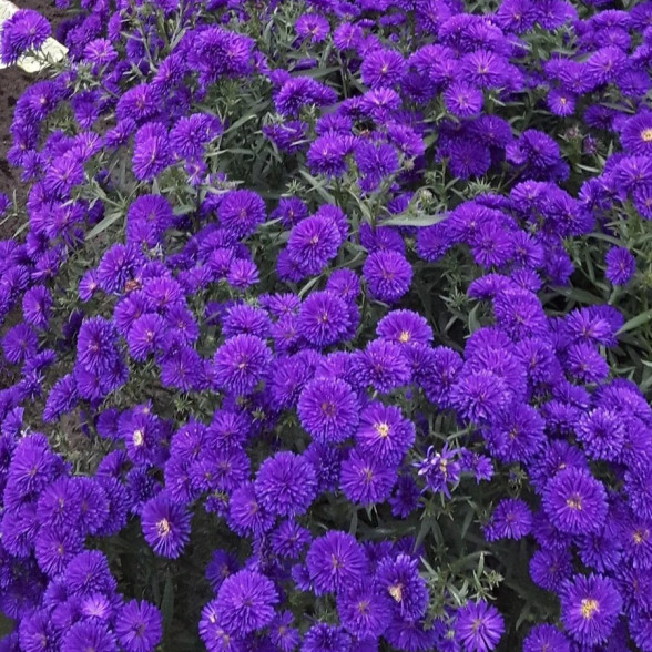 Ziemastere MIDNIGHT SKY