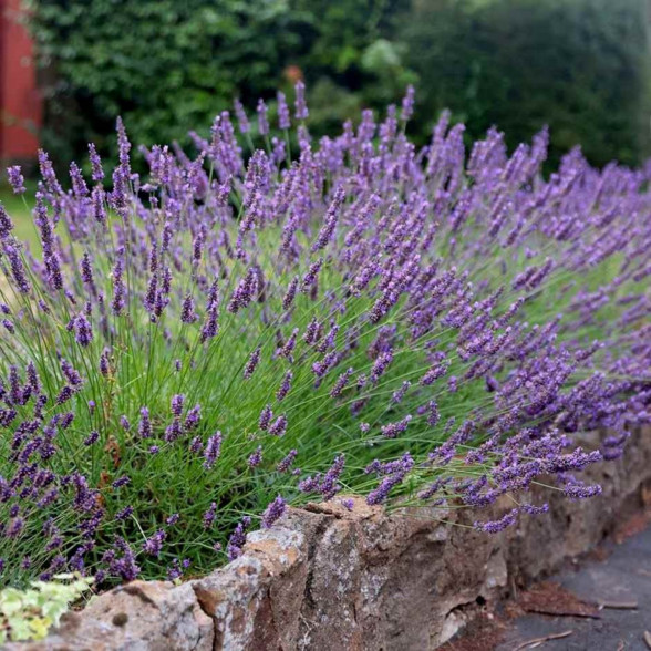Lavandula x intermedia GROSSO ORNAMENTAL konteinerstāds - 2 gad. (3l)