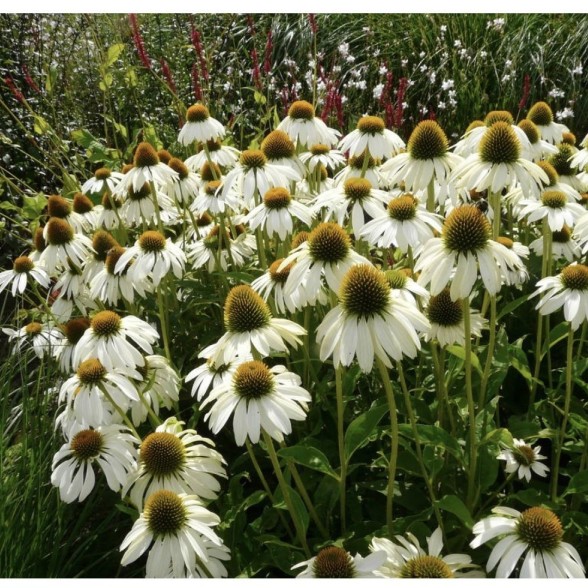Ehinācija - Echinacea purp. ALBA P9