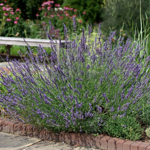 Lavanda - Lavandula x intermedia PHENOMENAL kailsaknis - 2 gad.