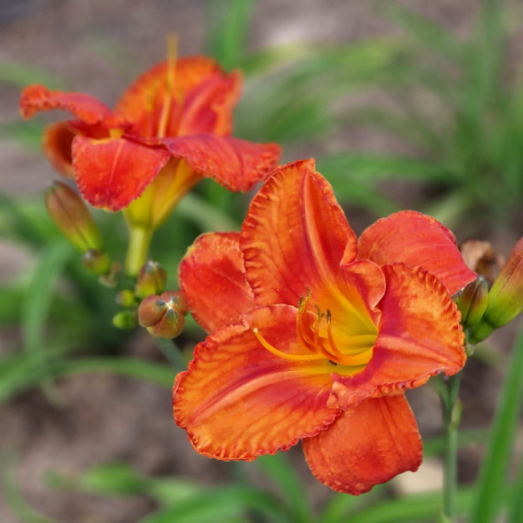 Hemerocallis Wassaw Island