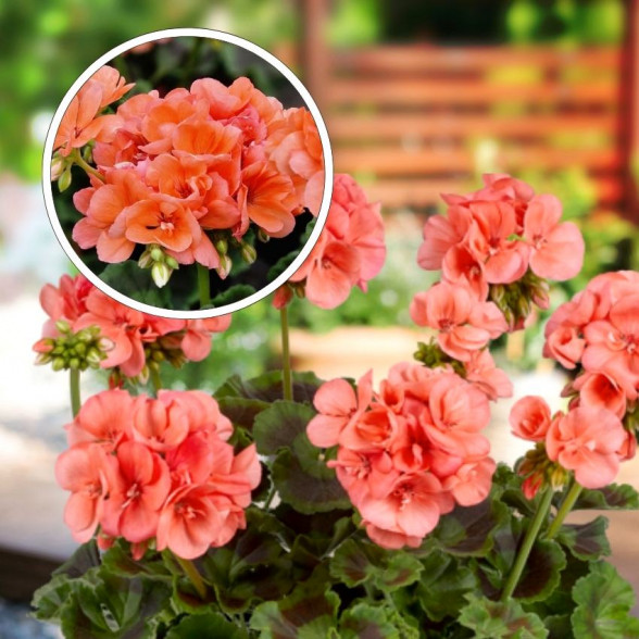 Pelargonium GALAXY TM SALMON 1l