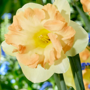 Narcise Easter Party 5 gb.