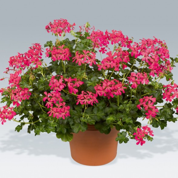 Pelargonija BALKON DONKERROZE
