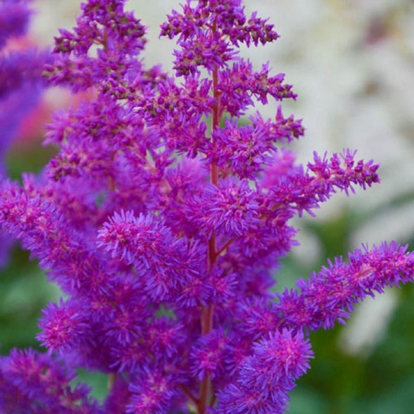 Astilbe BLACK PEARLS