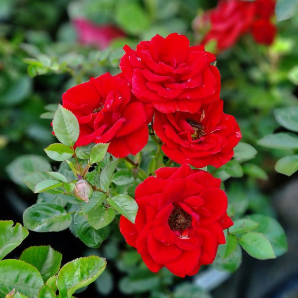 Roze BALBO - Courtyard