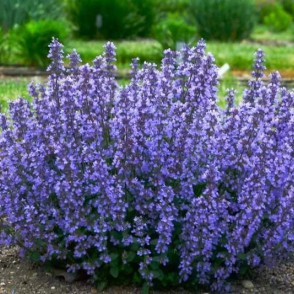 Fāsena kaķumētra - Nepeta faassenii ’CATS  PAJAMAS BLUE P9