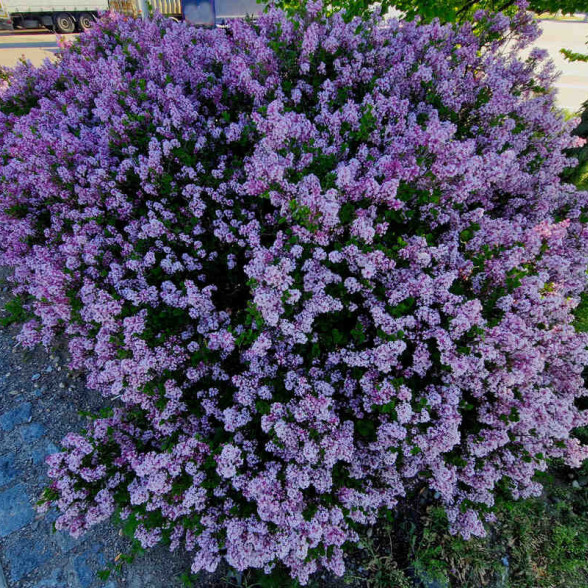Ceriņš -Syringa Meyeri PALIBIN C2