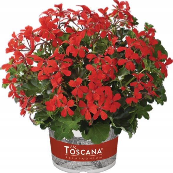 Pelargonija BALKON ROOD